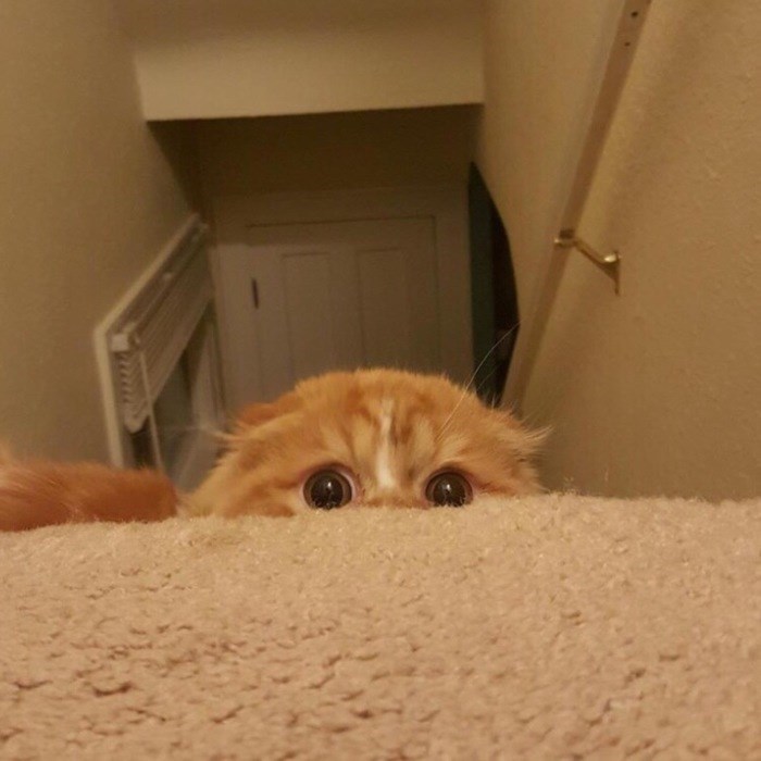 43 adoráveis ​​gatinhos no meio de um ataque furtivo 29