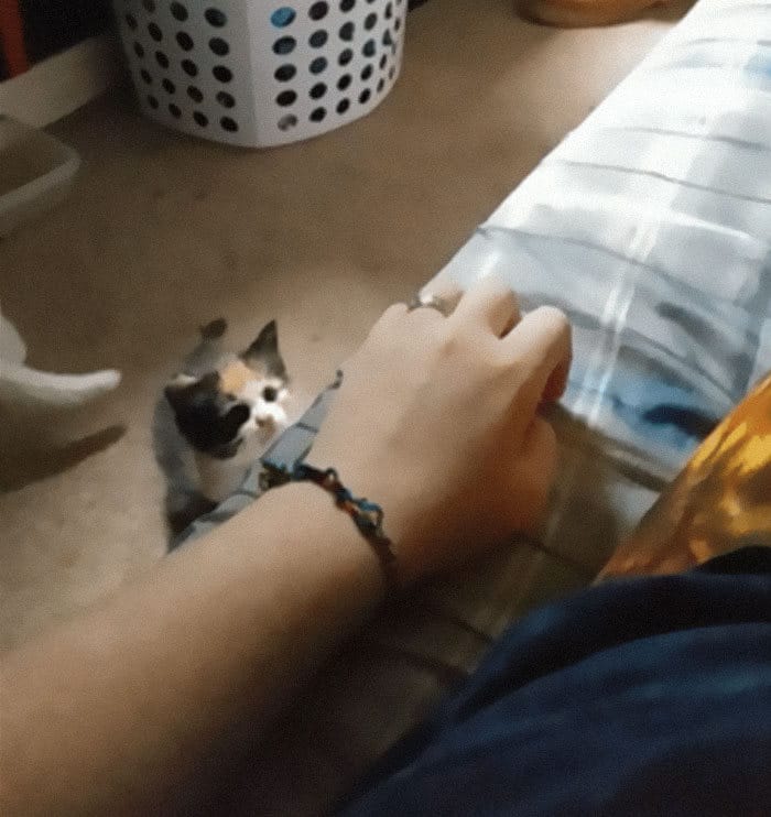 43 adoráveis ​​gatinhos no meio de um ataque furtivo 30