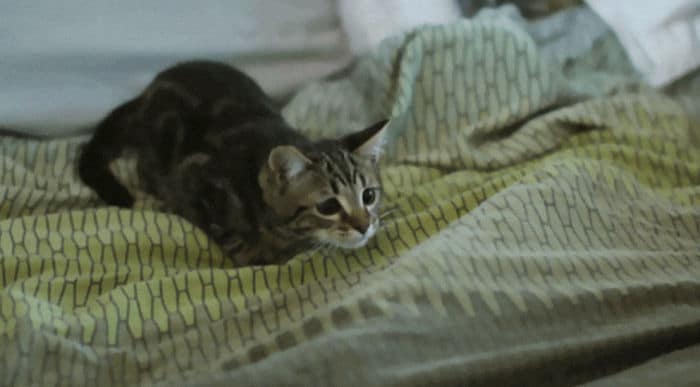 43 adoráveis ​​gatinhos no meio de um ataque furtivo 31