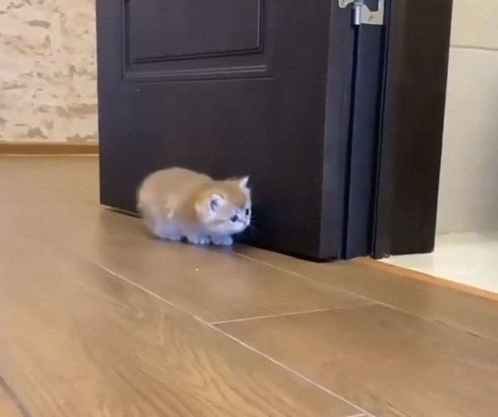 43 adoráveis ​​gatinhos no meio de um ataque furtivo 32