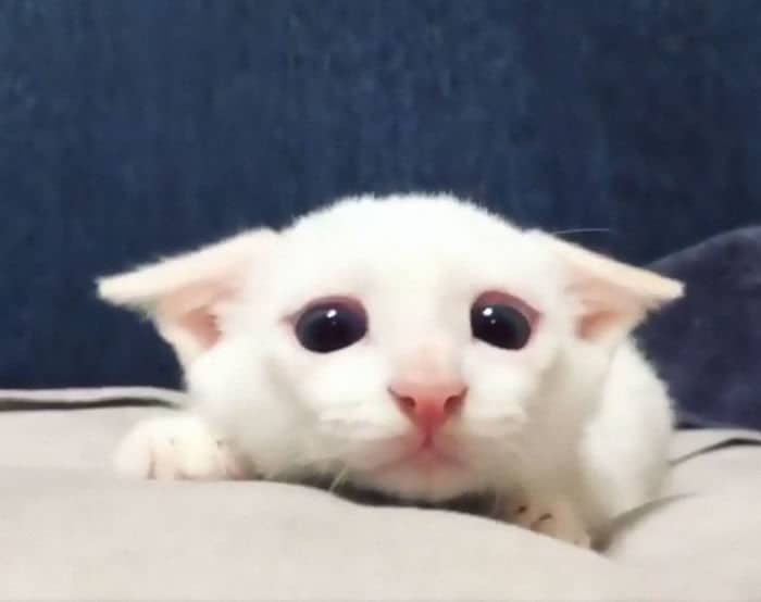 43 adoráveis ​​gatinhos no meio de um ataque furtivo 33