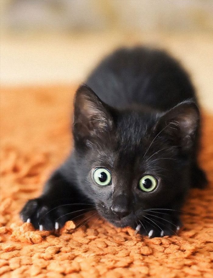 43 adoráveis ​​gatinhos no meio de um ataque furtivo 35