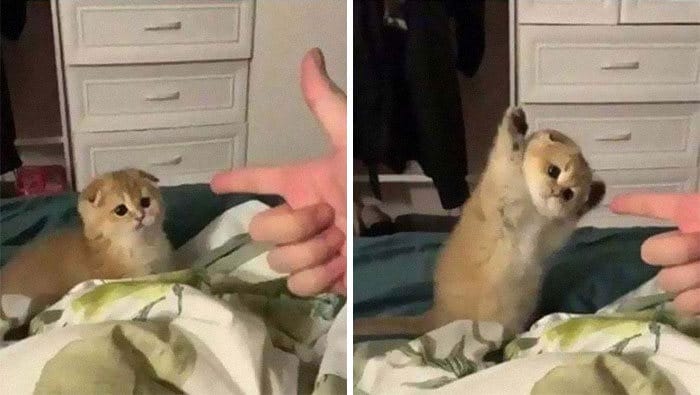 43 adoráveis ​​gatinhos no meio de um ataque furtivo 36