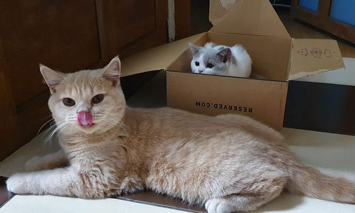 43 adoráveis ​​gatinhos no meio de um ataque furtivo 39