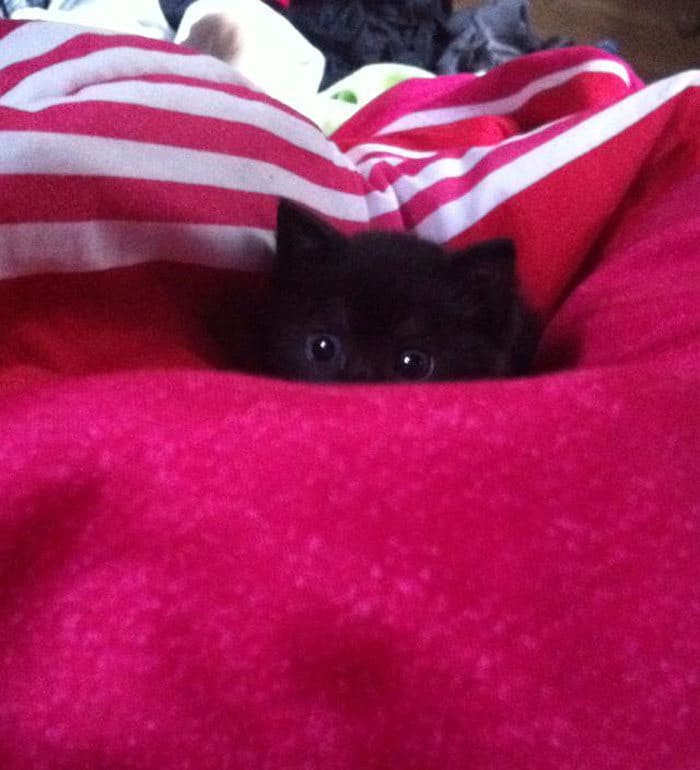 43 adoráveis ​​gatinhos no meio de um ataque furtivo 40