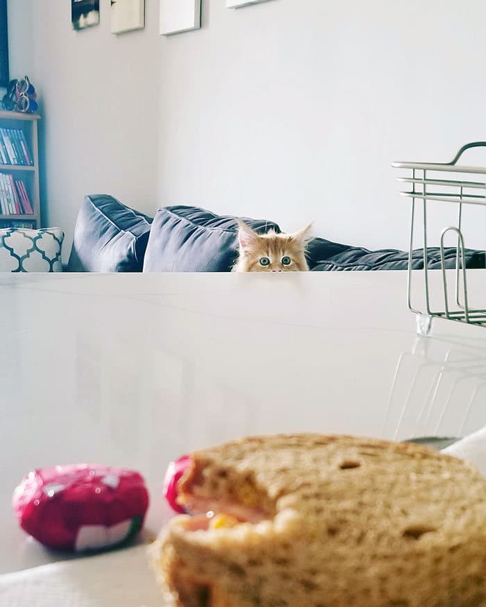 43 adoráveis ​​gatinhos no meio de um ataque furtivo 41