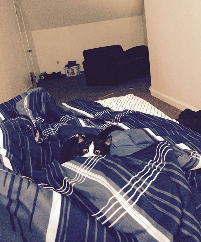 43 adoráveis ​​gatinhos no meio de um ataque furtivo 42