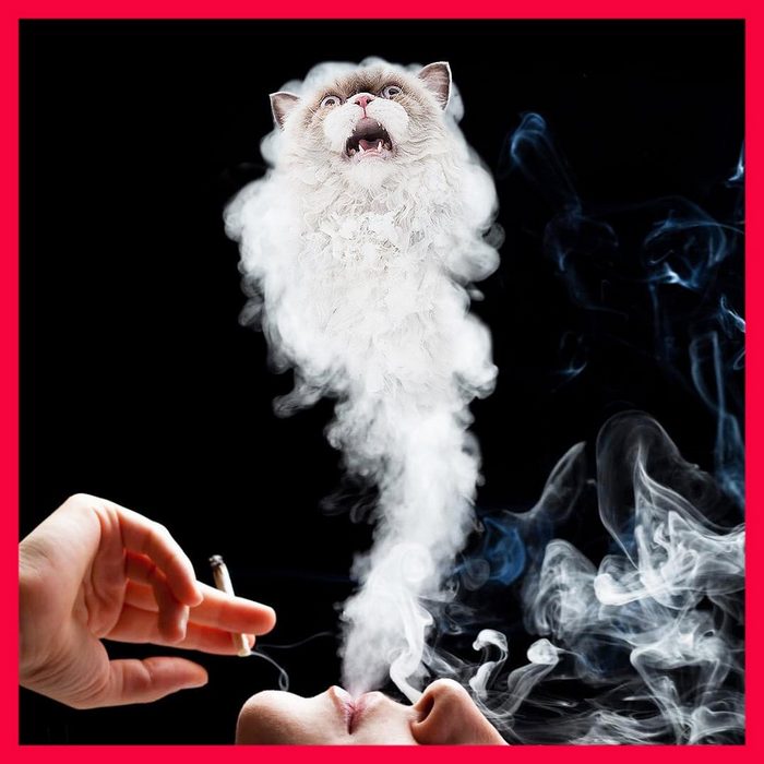 Alguém colocou animais em coisas aleatórias e a internet está adorando 2