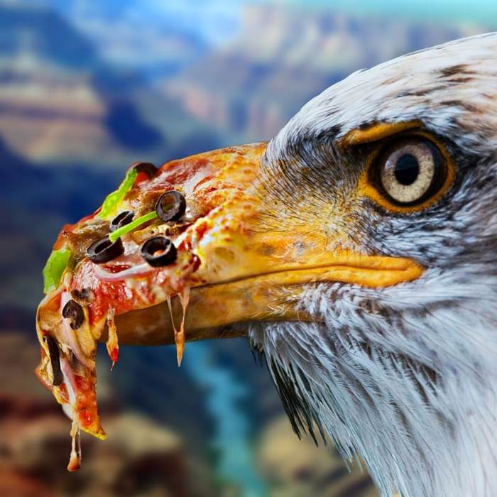 Alguém colocou animais em coisas aleatórias e a internet está adorando 3