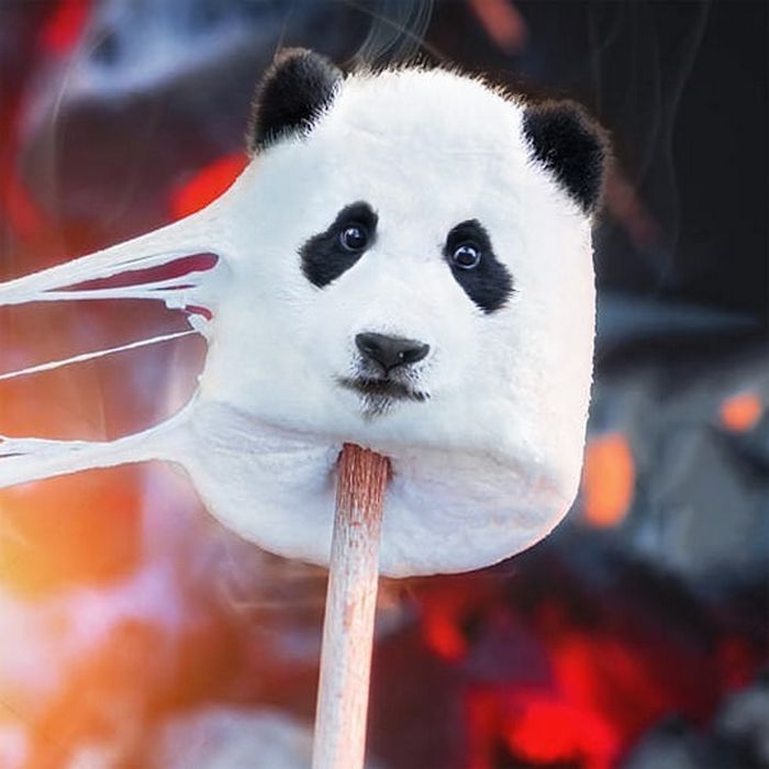 Alguém colocou animais em coisas aleatórias e a internet está adorando 6