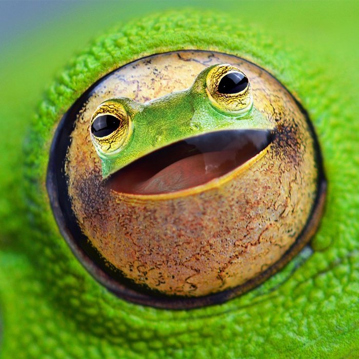 Alguém colocou animais em coisas aleatórias e a internet está adorando 7