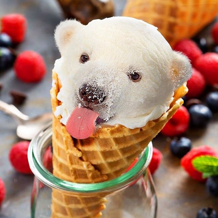 Alguém colocou animais em coisas aleatórias e a internet está adorando 10