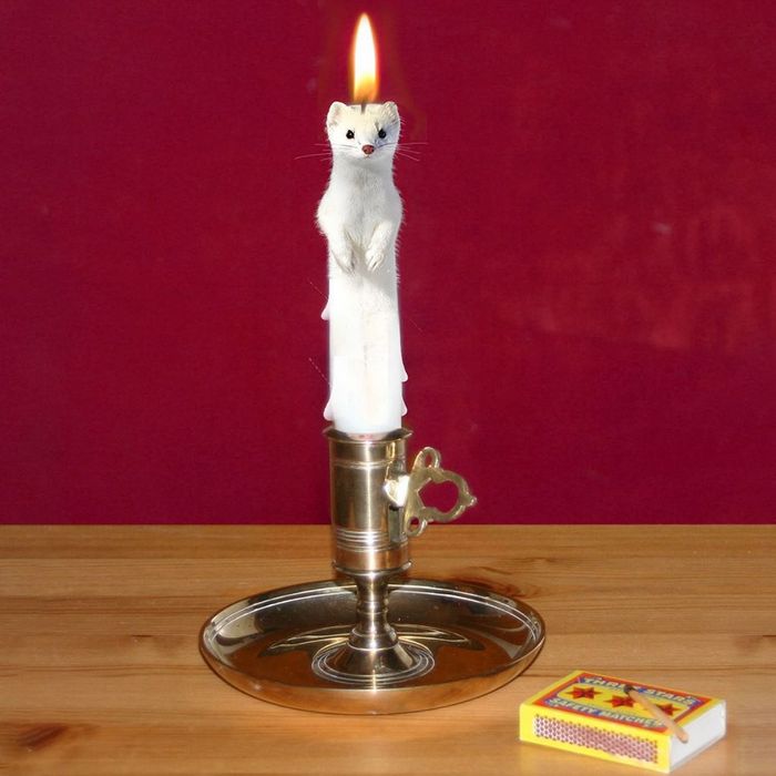 Alguém colocou animais em coisas aleatórias e a internet está adorando 11