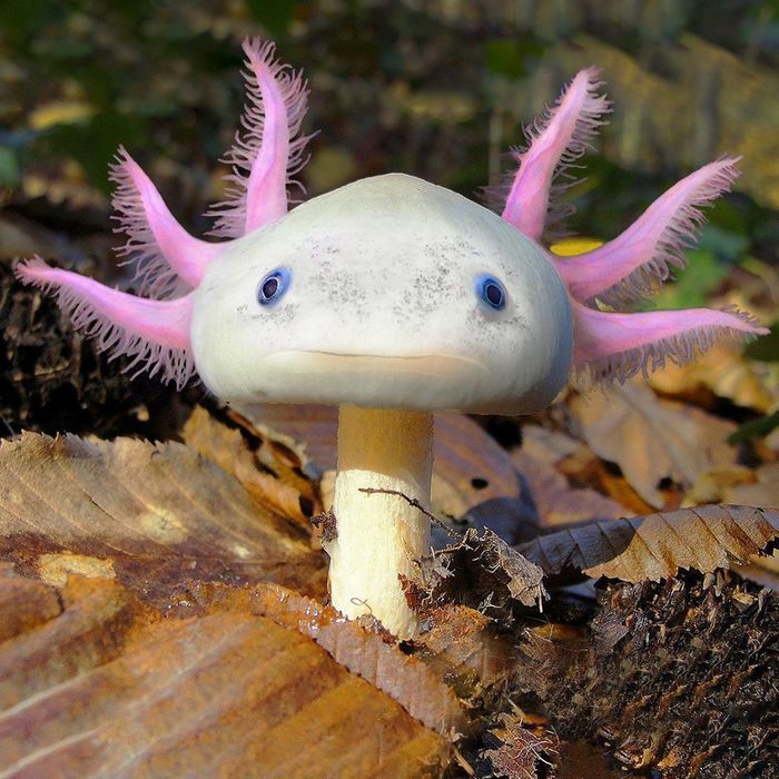 Alguém colocou animais em coisas aleatórias e a internet está adorando 12