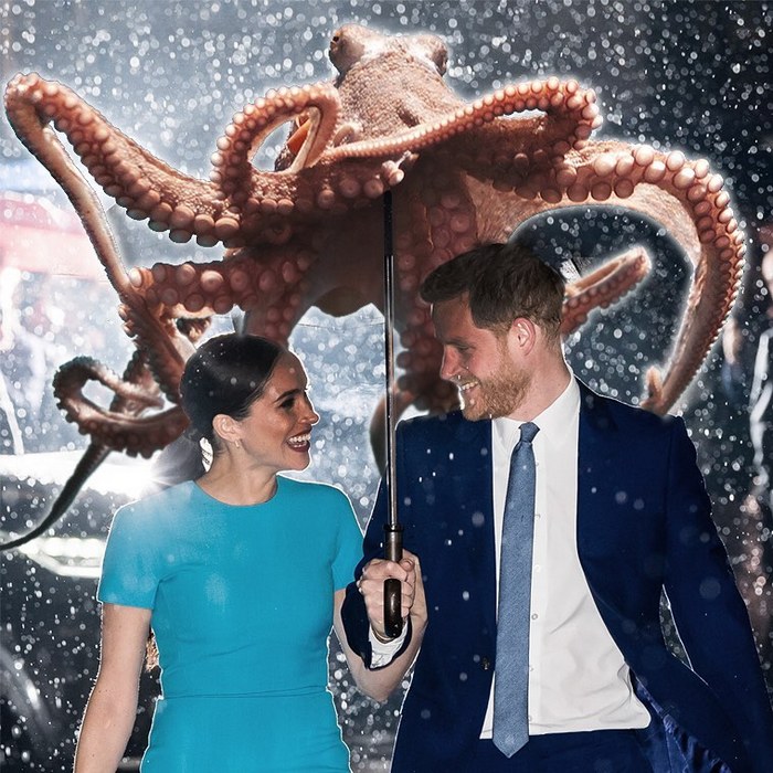 Alguém colocou animais em coisas aleatórias e a internet está adorando 13