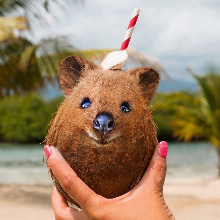 Alguém colocou animais em coisas aleatórias e a internet está adorando 15