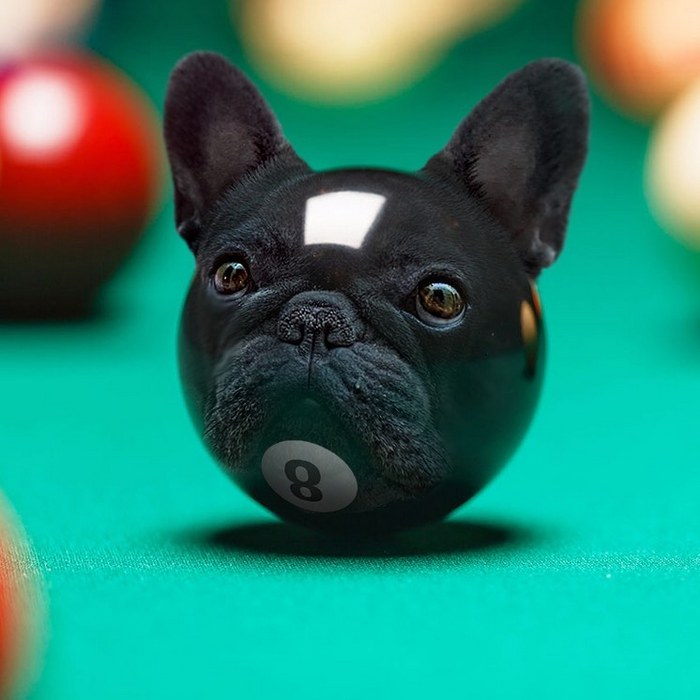 Alguém colocou animais em coisas aleatórias e a internet está adorando 17