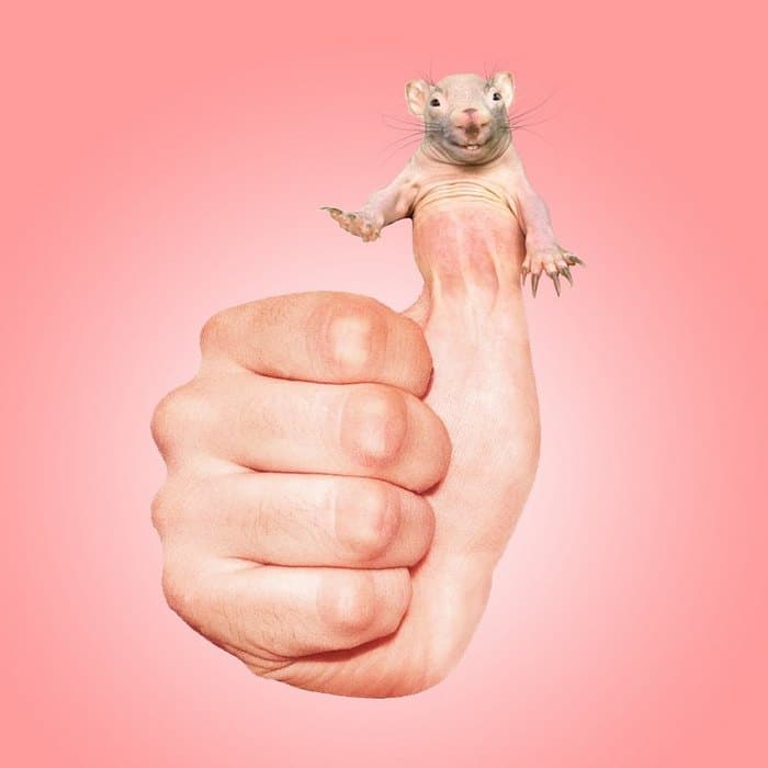 Alguém colocou animais em coisas aleatórias e a internet está adorando 19