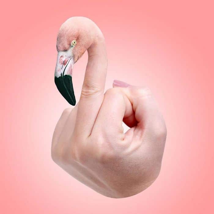 Alguém colocou animais em coisas aleatórias e a internet está adorando 22