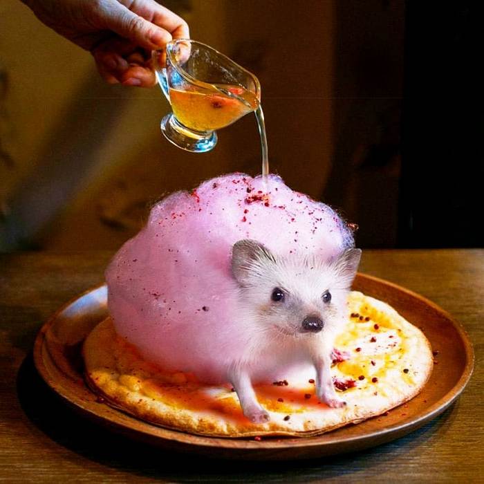 Alguém colocou animais em coisas aleatórias e a internet está adorando 23