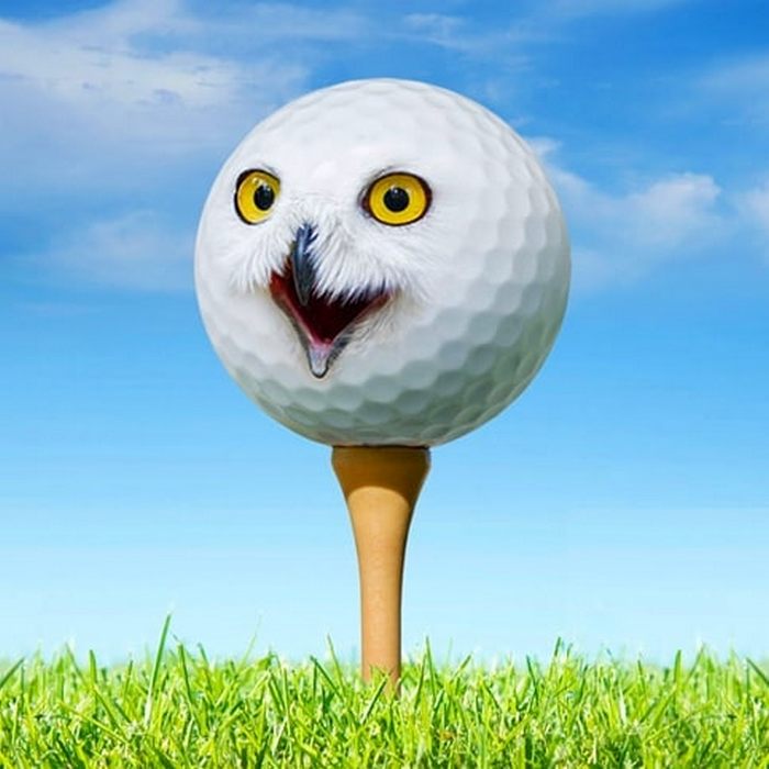 Alguém colocou animais em coisas aleatórias e a internet está adorando 24