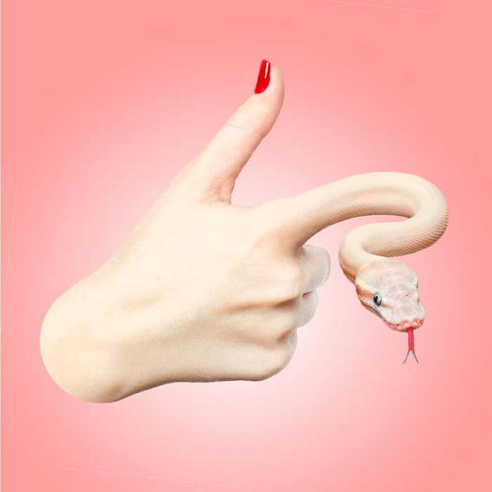 Alguém colocou animais em coisas aleatórias e a internet está adorando 27