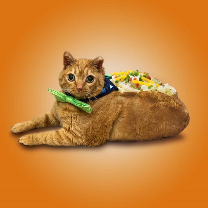 Alguém colocou animais em coisas aleatórias e a internet está adorando 28