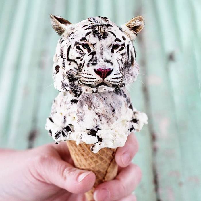 Alguém colocou animais em coisas aleatórias e a internet está adorando 31