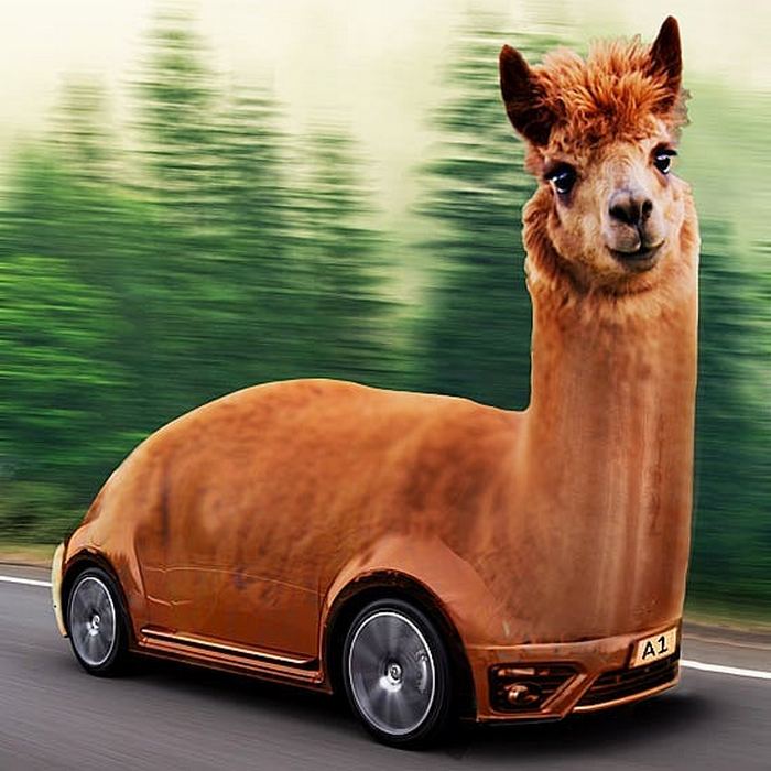 Alguém colocou animais em coisas aleatórias e a internet está adorando 33