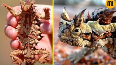 6 animais diferentes que poucos conhecem 7