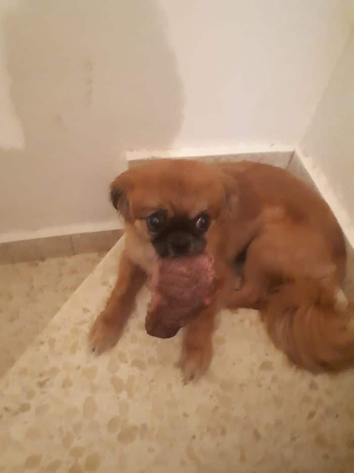 40 animais que foram pego em flagrante cometendo roubo de comida 11