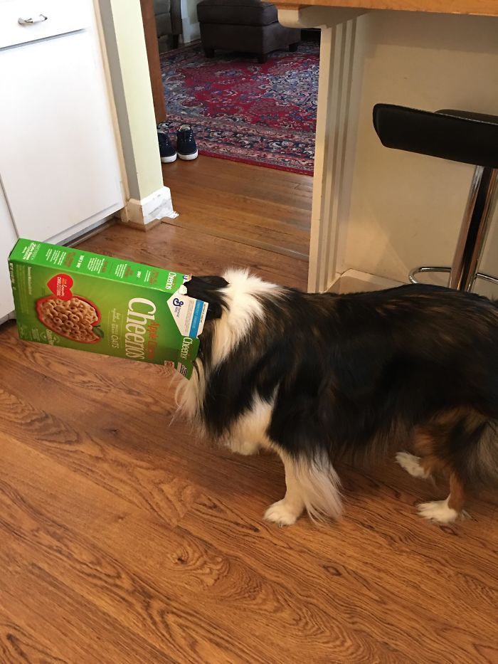 40 animais que foram pego em flagrante cometendo roubo de comida 12