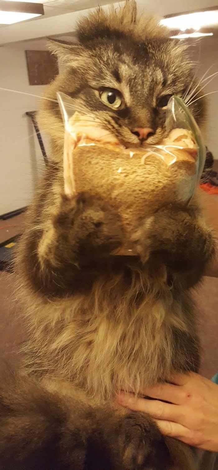 40 animais que foram pego em flagrante cometendo roubo de comida 15