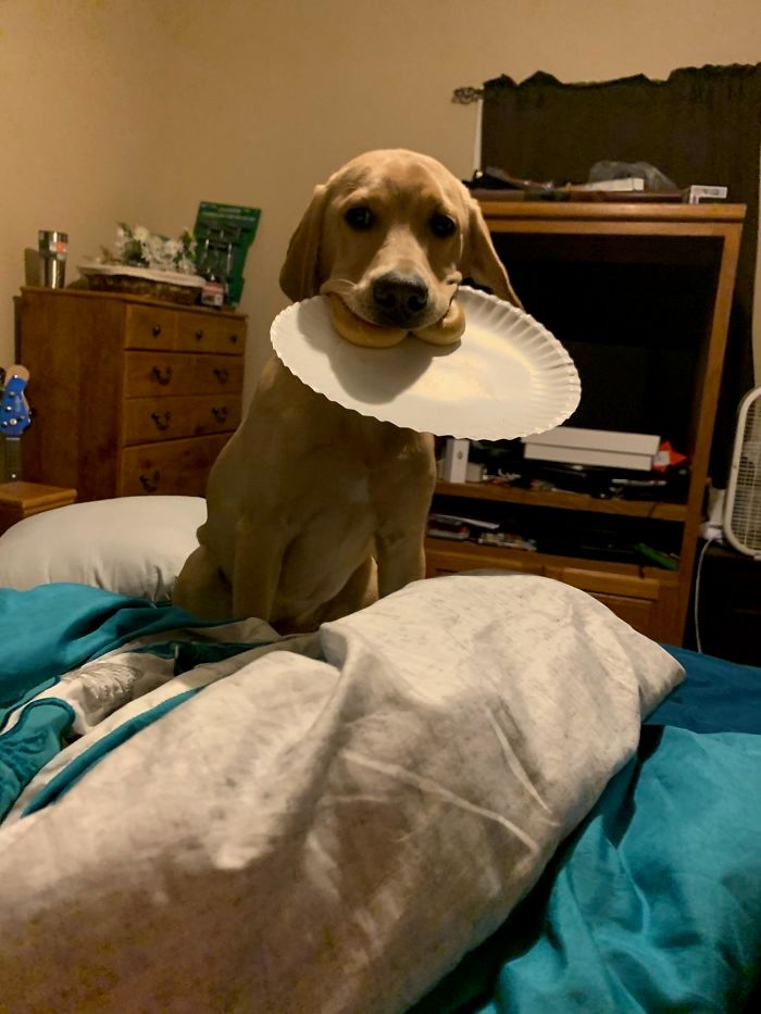 40 animais que foram pego em flagrante cometendo roubo de comida 19