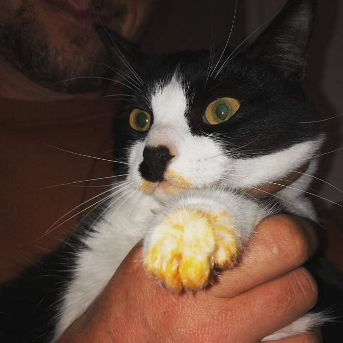 40 animais que foram pego em flagrante cometendo roubo de comida 21