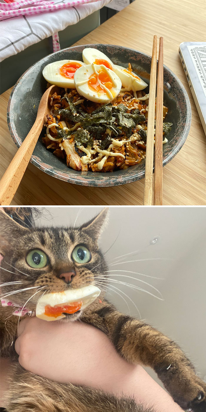 40 animais que foram pego em flagrante cometendo roubo de comida 22