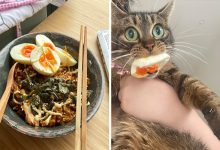 40 animais que foram pego em flagrante cometendo roubo de comida 28