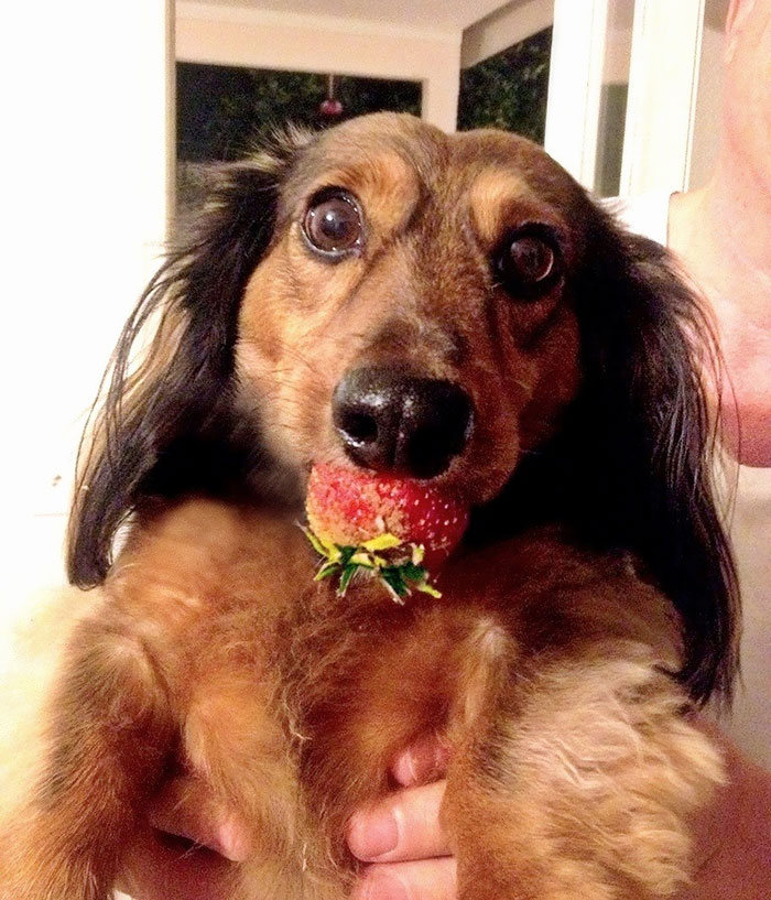 40 animais que foram pego em flagrante cometendo roubo de comida 23