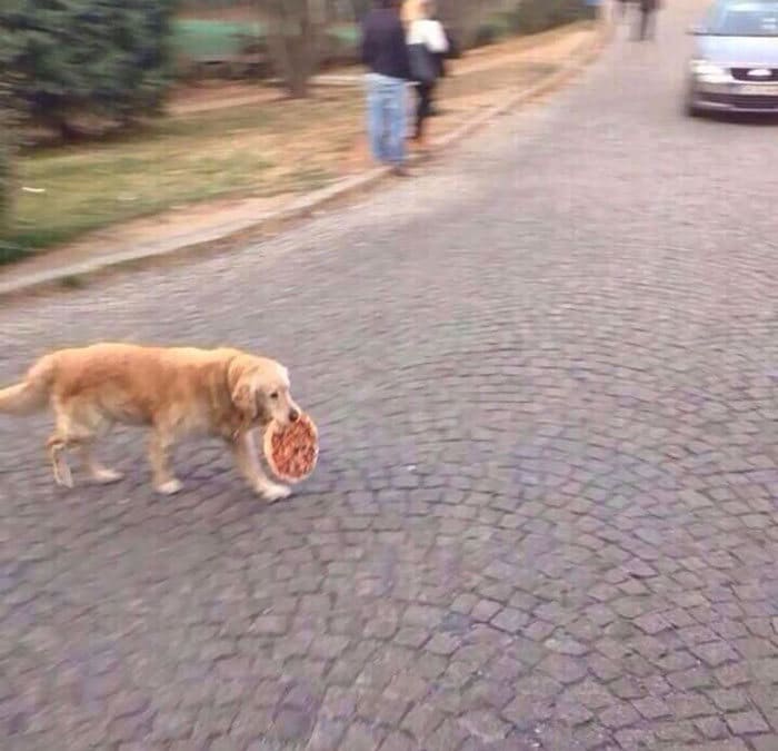 40 animais que foram pego em flagrante cometendo roubo de comida 24