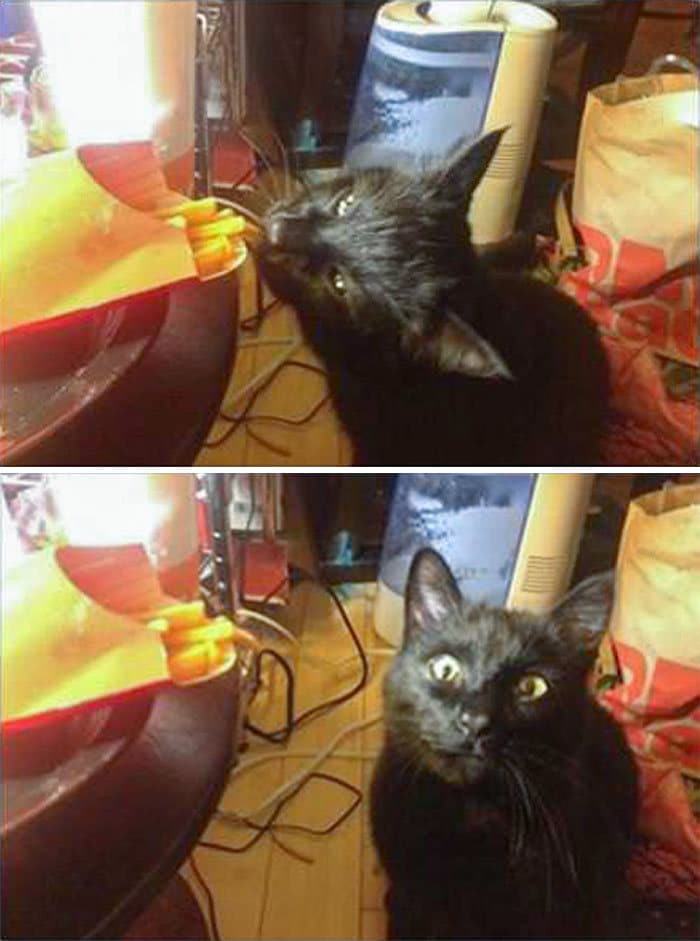 40 animais que foram pego em flagrante cometendo roubo de comida 31