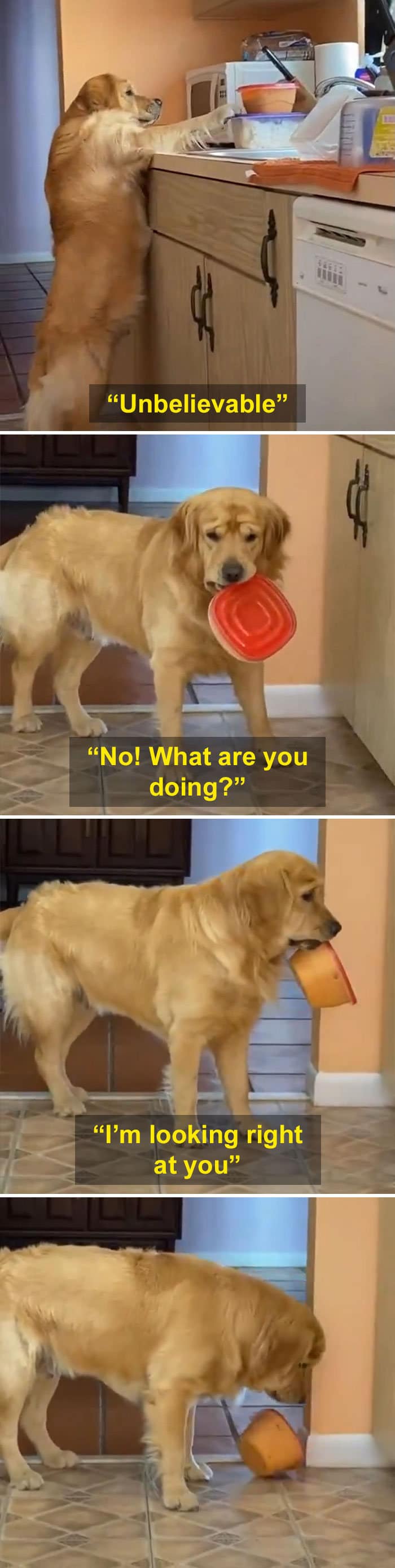 40 animais que foram pego em flagrante cometendo roubo de comida 32