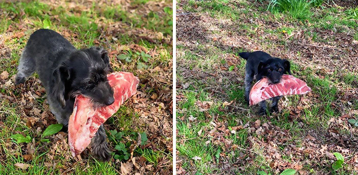 40 animais que foram pego em flagrante cometendo roubo de comida 33