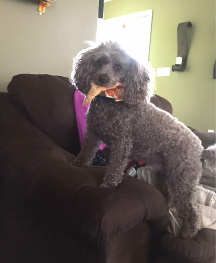 40 animais que foram pego em flagrante cometendo roubo de comida 35