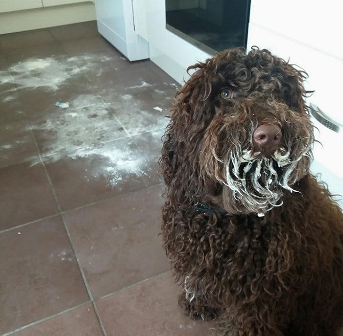 40 animais que foram pego em flagrante cometendo roubo de comida 37