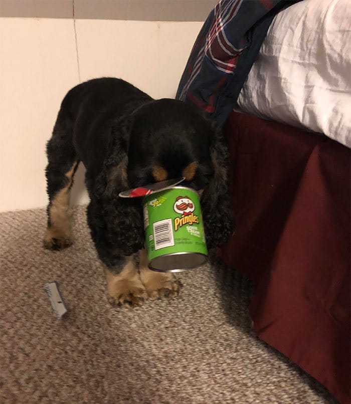 40 animais que foram pego em flagrante cometendo roubo de comida 39