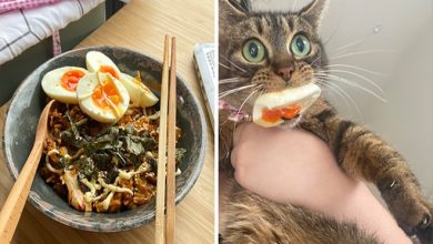 40 animais que foram pego em flagrante cometendo roubo de comida 9
