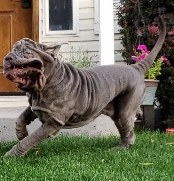As pessoas estão compartilhando as fotos mais desagradáveis ​​de seus cães, o que é hilário 8