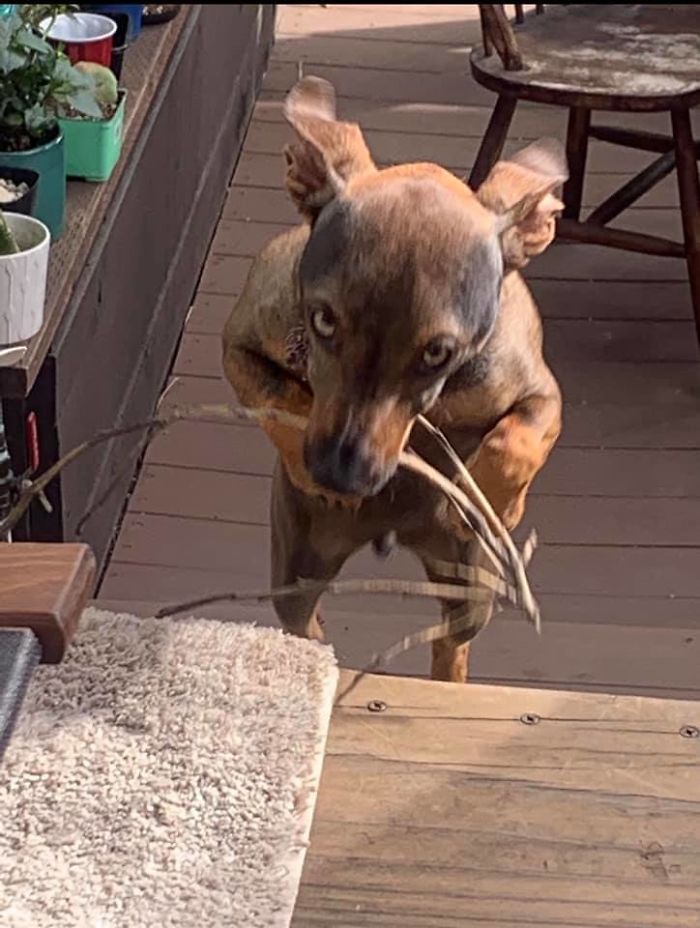 As pessoas estão compartilhando as fotos mais desagradáveis ​​de seus cães, o que é hilário 14