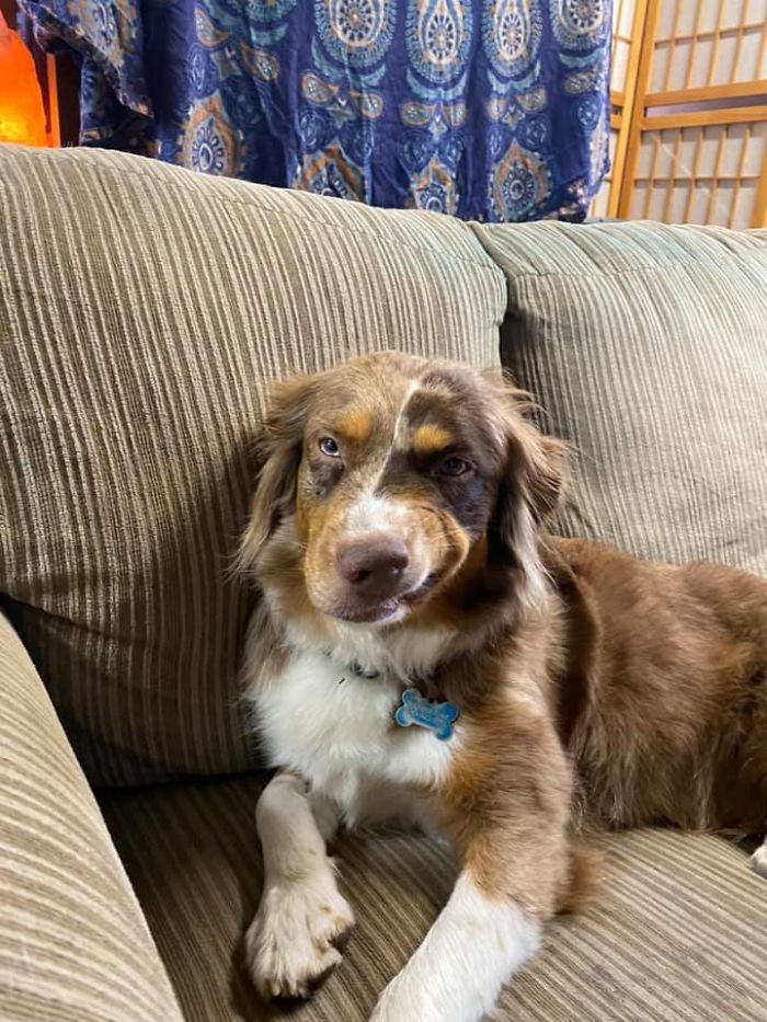 As pessoas estão compartilhando as fotos mais desagradáveis ​​de seus cães, o que é hilário 27