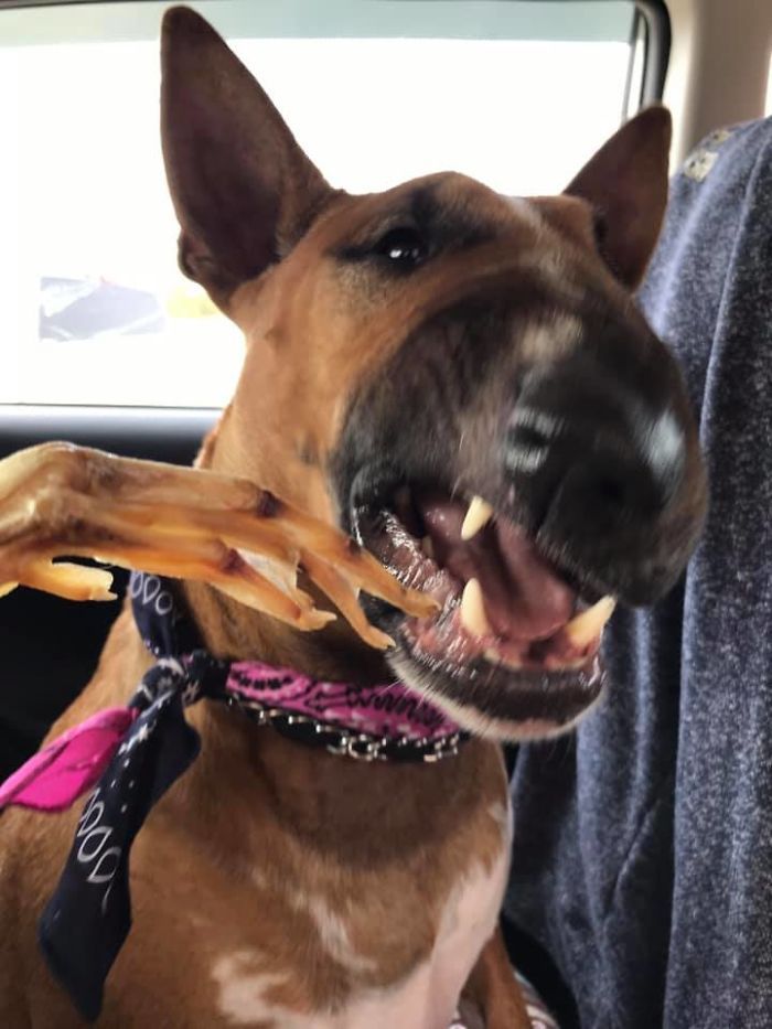 As pessoas estão compartilhando as fotos mais desagradáveis ​​de seus cães, o que é hilário 28